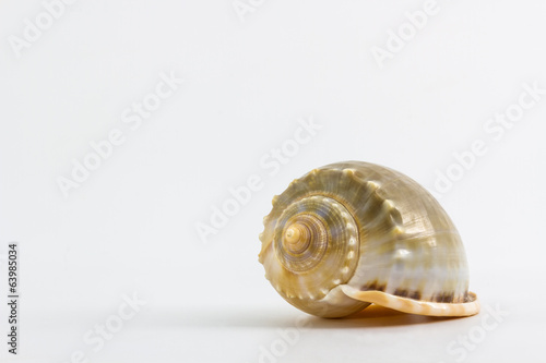 Seashell.