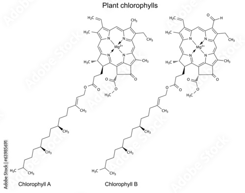 Structural chemical formulas of plant pigments chlorophylls photo