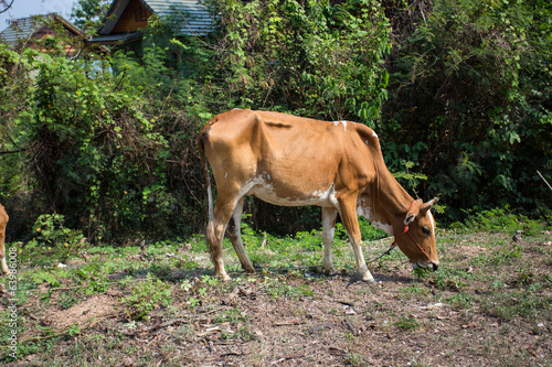 thin cow eat grass