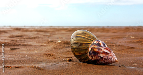 Close up of a big shell on sand on a seashore