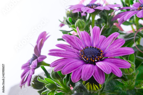 Fototapeta Naklejka Na Ścianę i Meble -  violet daisies