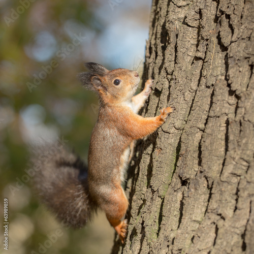 squirrel climbs © Maslov Dmitry