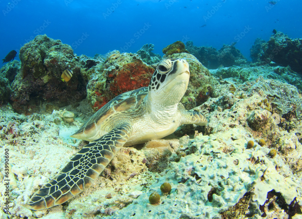 Fototapeta premium Green Sea Turtle (Chelonia mydas)