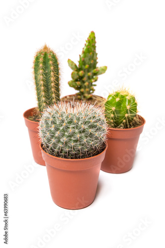 Collection of cactus isolated on white background
