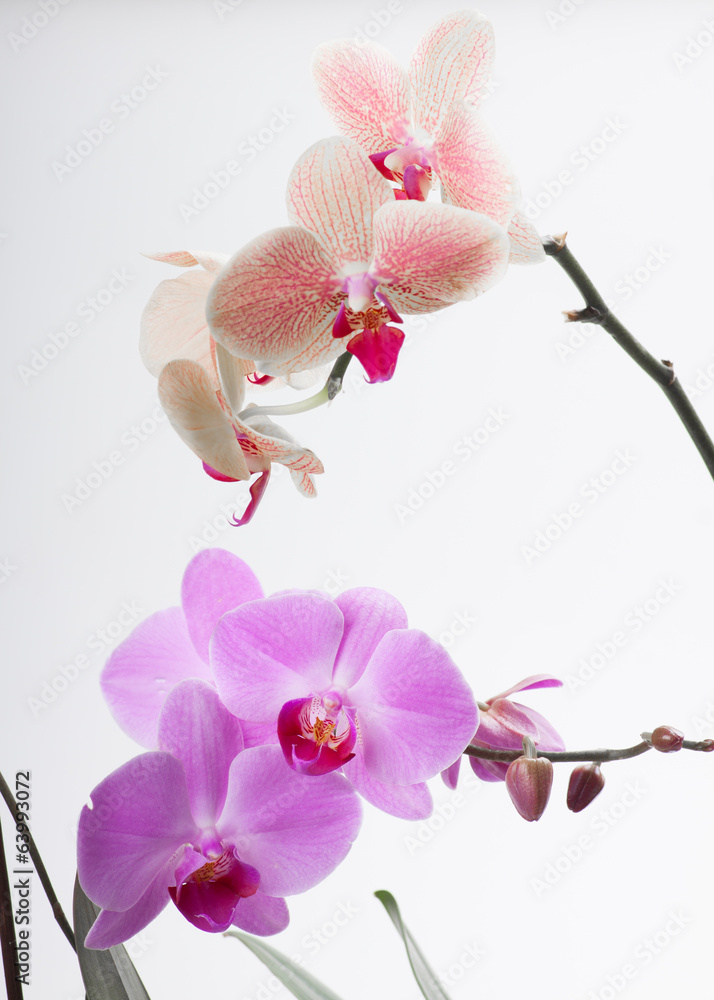 orchid, isolated on white orchid, isolated on white