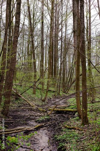 Deciduous forest in Poland