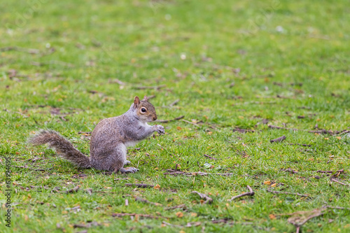 squirrel in the grass © vinx83