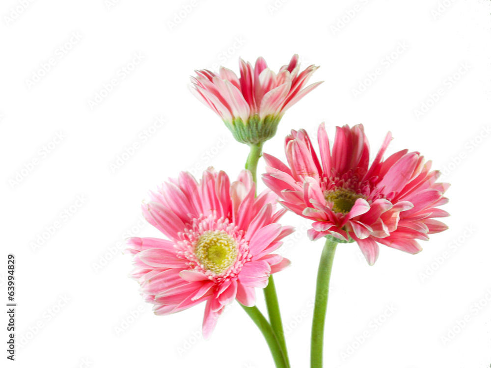 Three pink Gerbera daisies isolated on white background