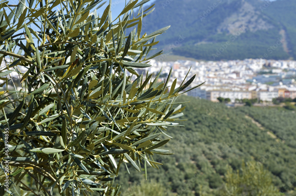 Olive tree and Rute village in the background Olive tree and Rute village in the background