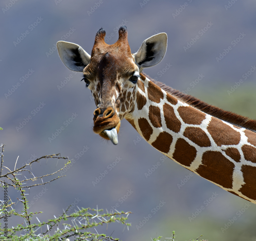 African Giraffes