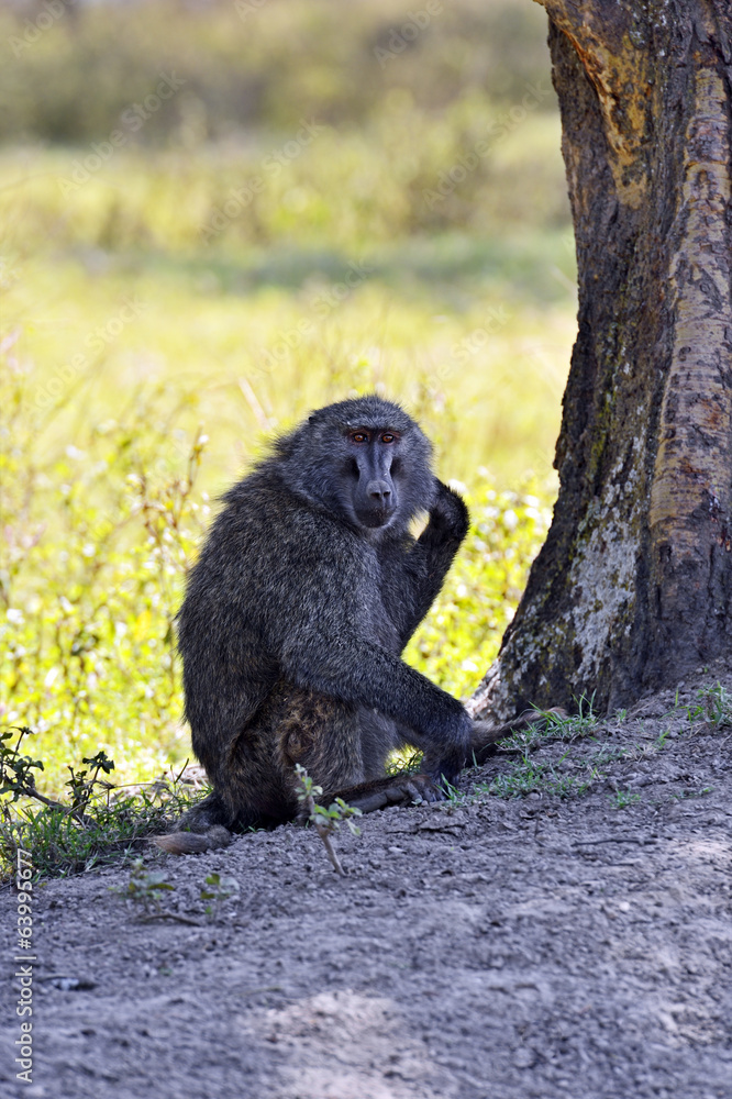 Fototapeta premium Baboon