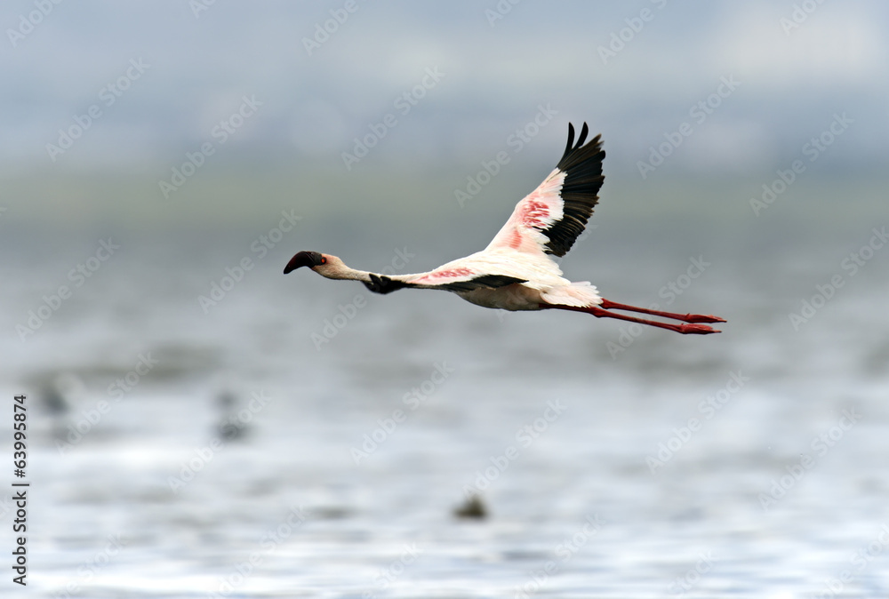 Obraz premium Flamingos