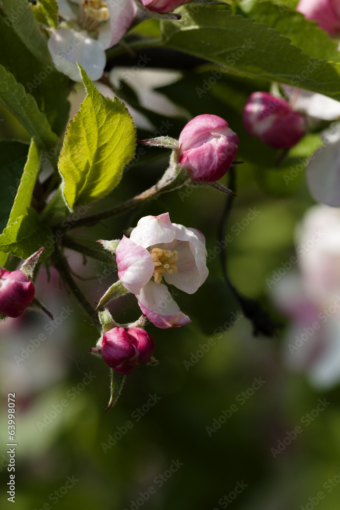 Obraz premium apple tree