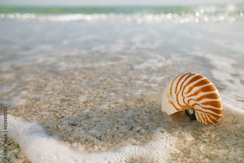 nautilus shell in ocean with waves under the sun light nautilus shell in ocean with waves under the sun light