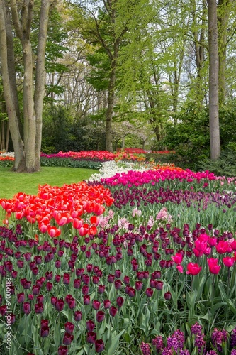 Flowerbed in spring with bulbs
