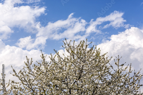 cherry tree against sky