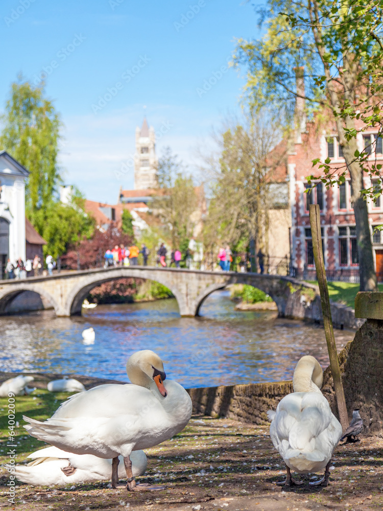 Fototapeta premium Two swans and tourists in the background