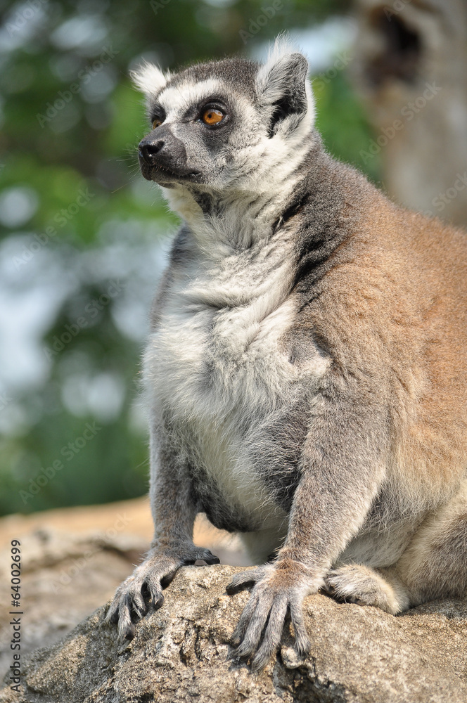 Fototapeta premium Ring-tailed lemur