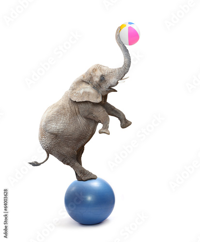 Funny elephant playing with ball.