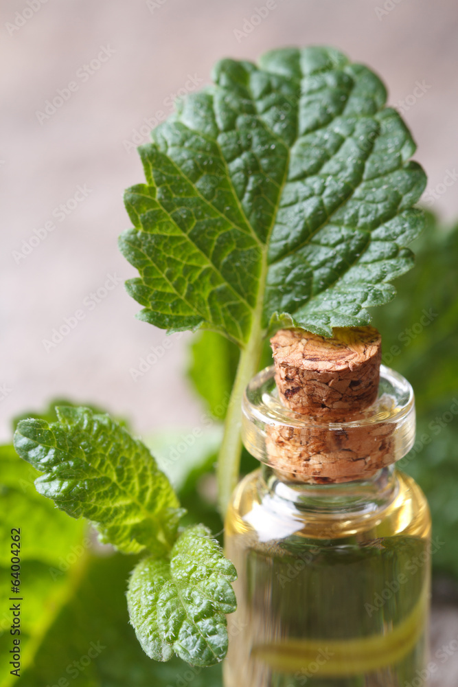 Aromatic oils of lemon balm in a glass bottle Aromatic oils of lemon balm in a glass bottle