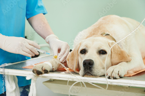 ladrador dog under vaccination in clinic