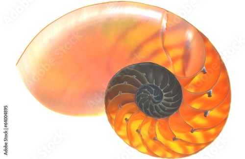 Nautilus shell isolated on white background