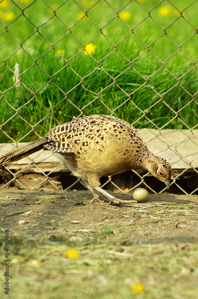 hen pheasant