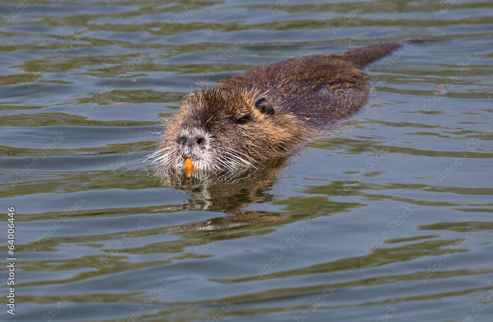 schwimmende Bisamratte