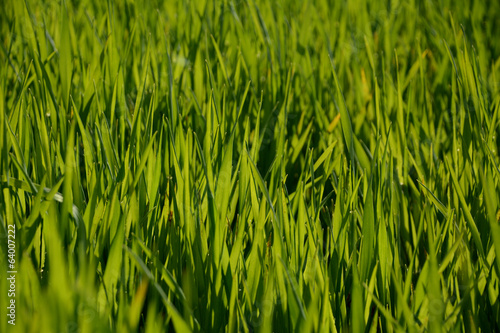 Backlit young green wheat plants