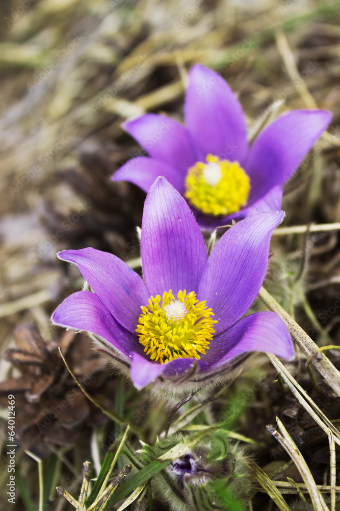 Snowdrop bloom in spring in coniferous forest Snowdrop bloom in spring in coniferous forest