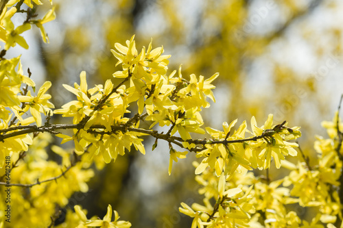 Forsythia yellow flowers