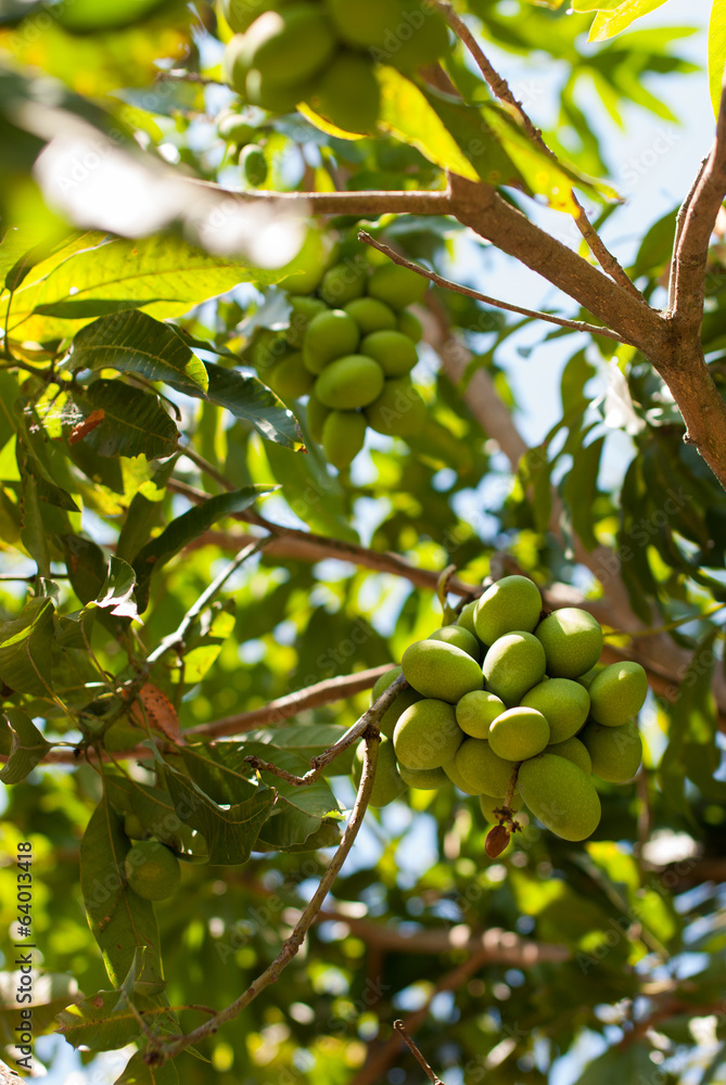 mangoes on a mango tree in plantation