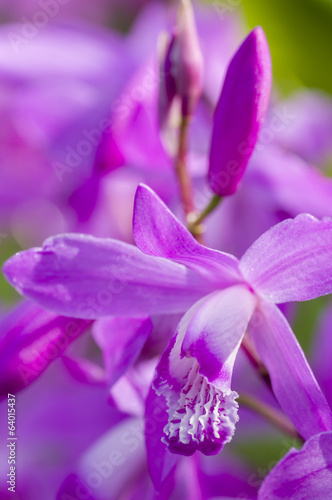 Fototapeta Naklejka Na Ścianę i Meble -  Colorful orchid flowers