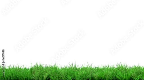 gorgeous green grass summer animated on white background