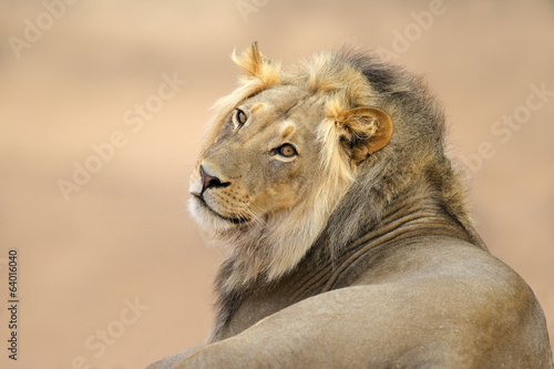 African lion portrait  Kalahari desert