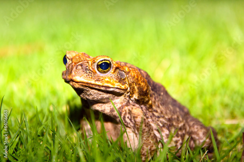 Common Toad sits on green grass