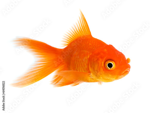 Goldfish #64016822