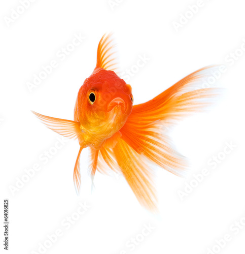 Goldfish © Andrei Armiagov