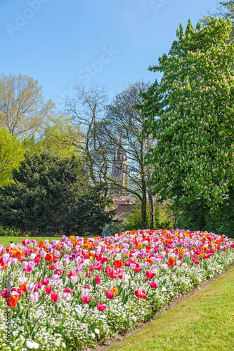 Albert Park with Tulips