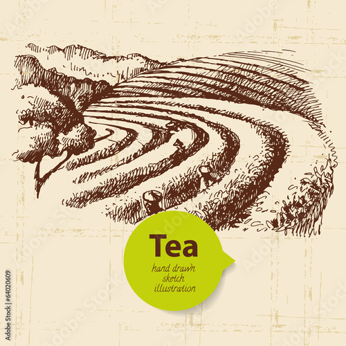 Tea vintage background. Hand drawn sketch illustration.