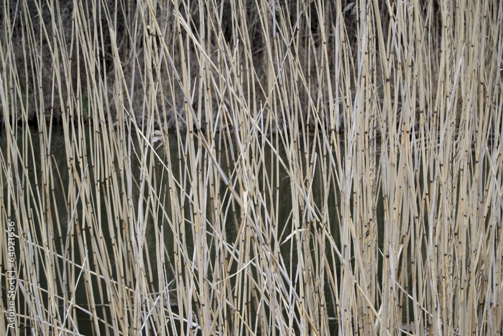 Reeds in a lake (sweden, landscape, background, wallpaper) Reeds in a lake (sweden, landscape, background, wallpaper)