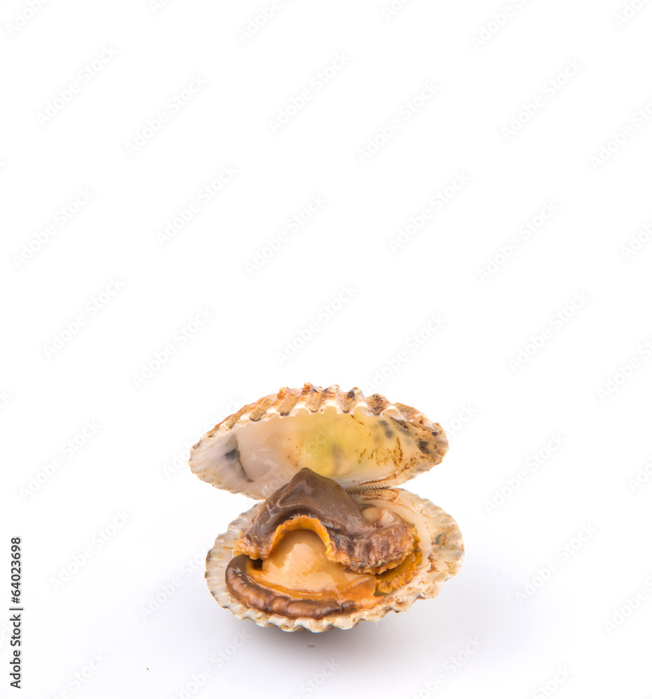 Raw, fresh cockle over white background Raw, fresh cockle over white background