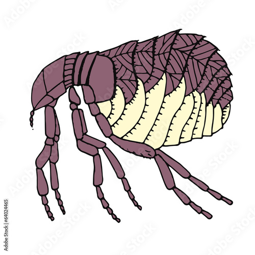 Gray flea on a white background.