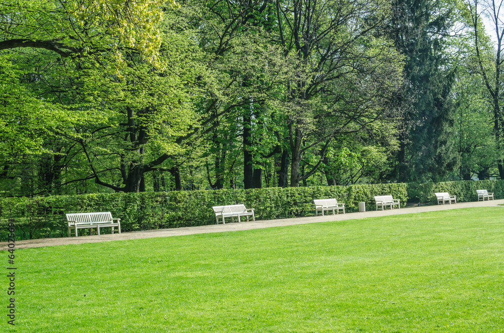Fototapeta premium wooden benches in Lazienki park