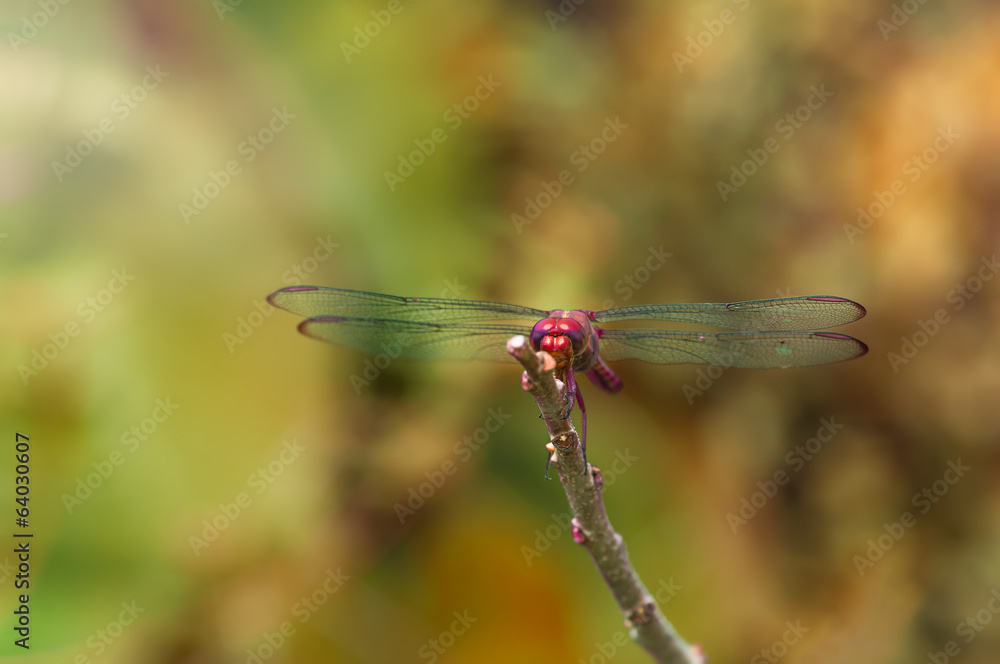 Resting dragonfly close up