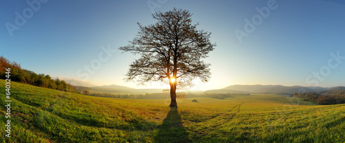 Sun and tree - Meadow panorama