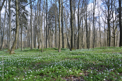 Anemonies dubravny in the spring wood grew