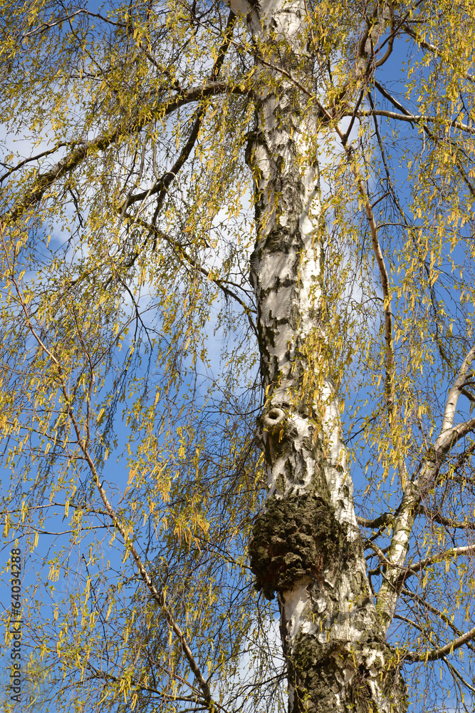 Obraz premium Blossoming birch warty (Betula pendula)