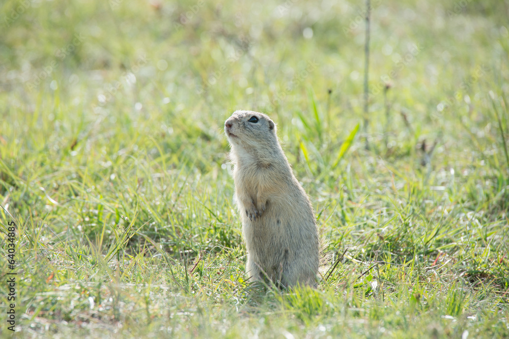 Fototapeta premium Ziesel