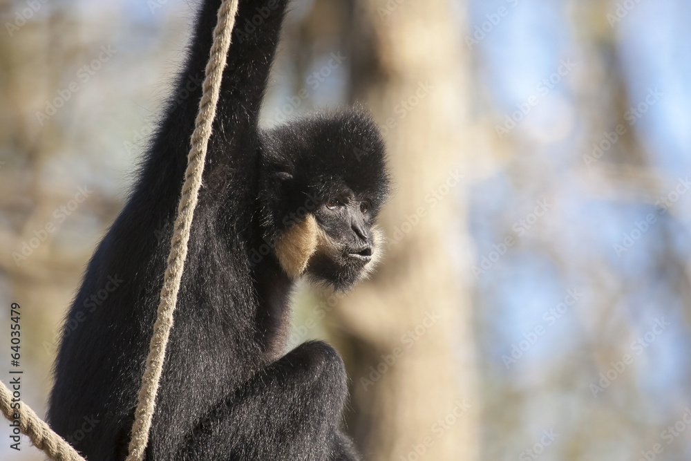 Naklejka premium Yellow-cheeked gibbon (Nomascus gabriellae) male